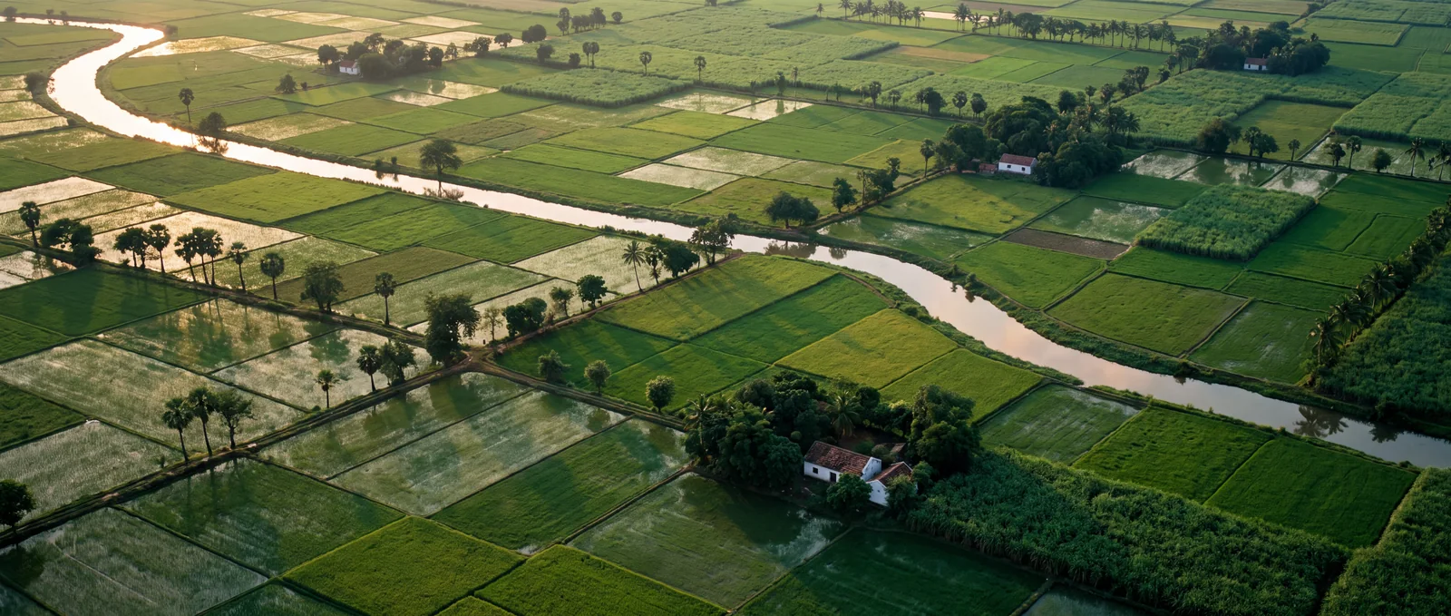 Rice fields and a river catching the light at sunrise