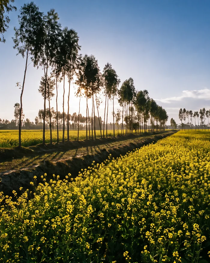 A field of yellow mustard in bloom with poplar trees along its edge