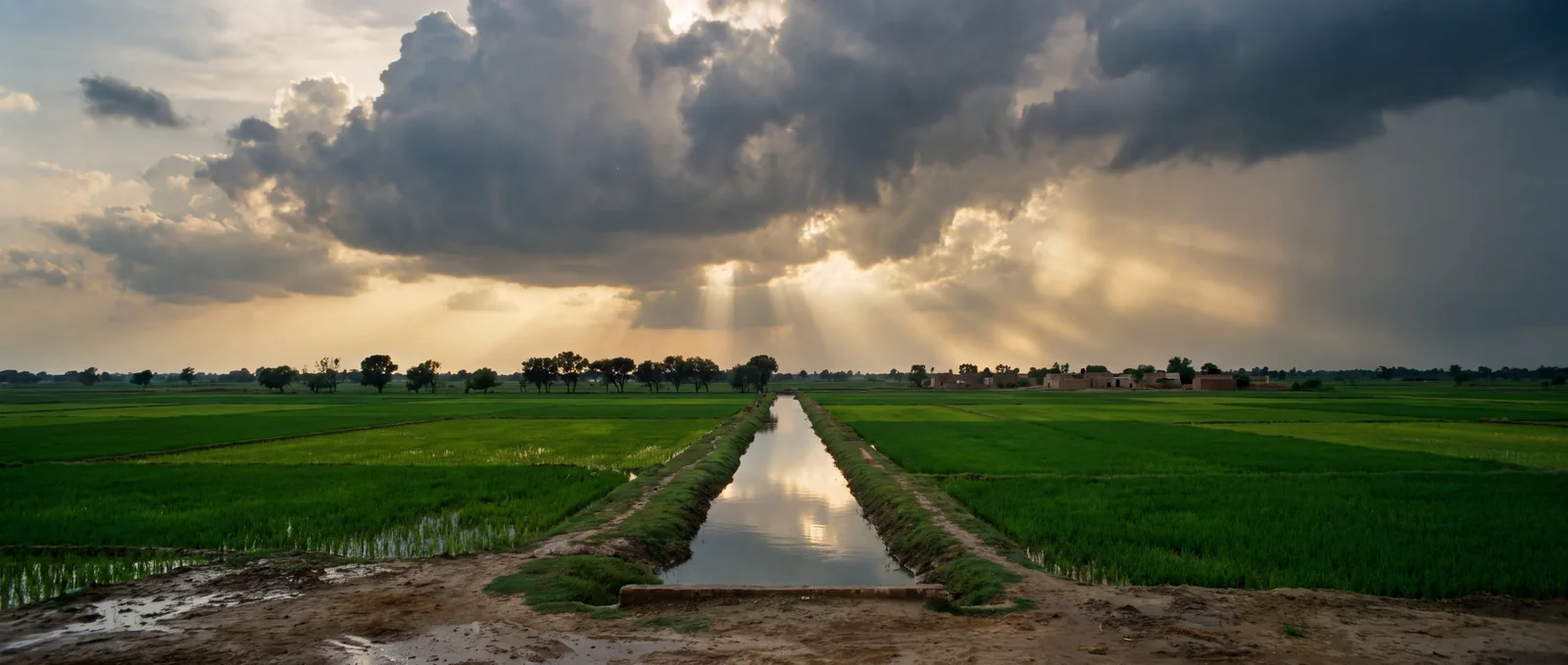Storm clouds and shafts of light over rice fields and an irrigation channel