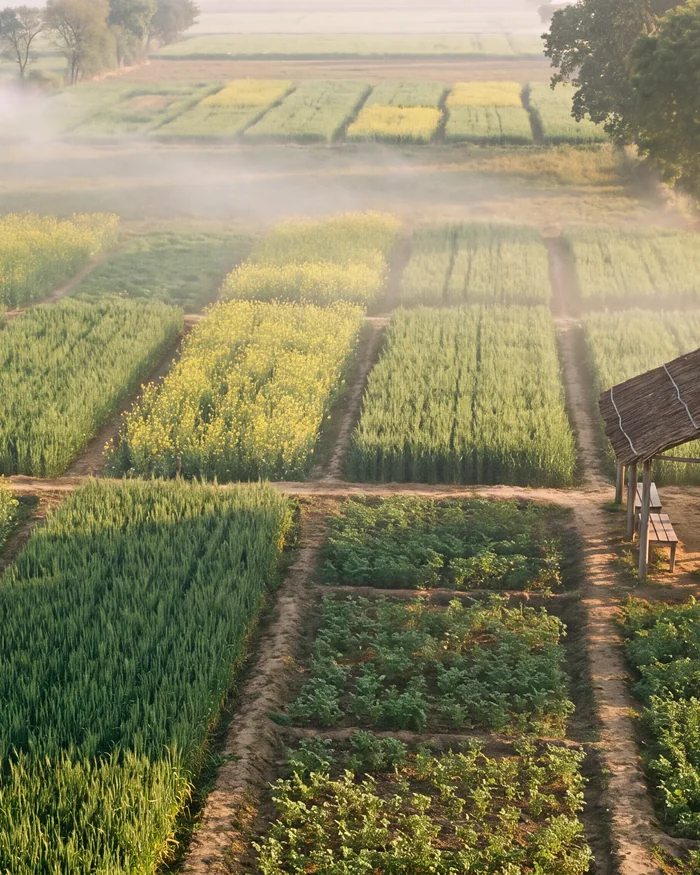 Demonstration plots of wheat and mustard around a thatched shelter, a mango tree beside it