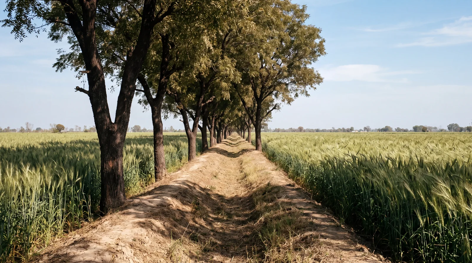 Shisham trees along a bund between two fields of wheat